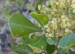 Searsia lucida lucida