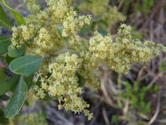 Searsia lucida lucida