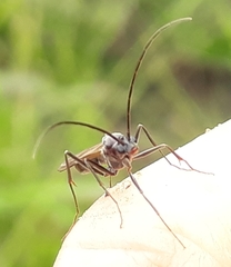 Ophthalmopone hottentota