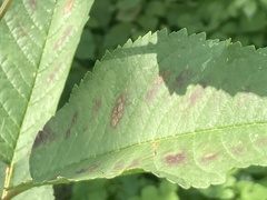 Xylella fastidiosa