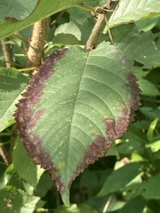 Xylella fastidiosa