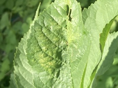 Xylella fastidiosa