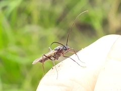 Ophthalmopone hottentota