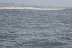 Pelecanoides garnotii