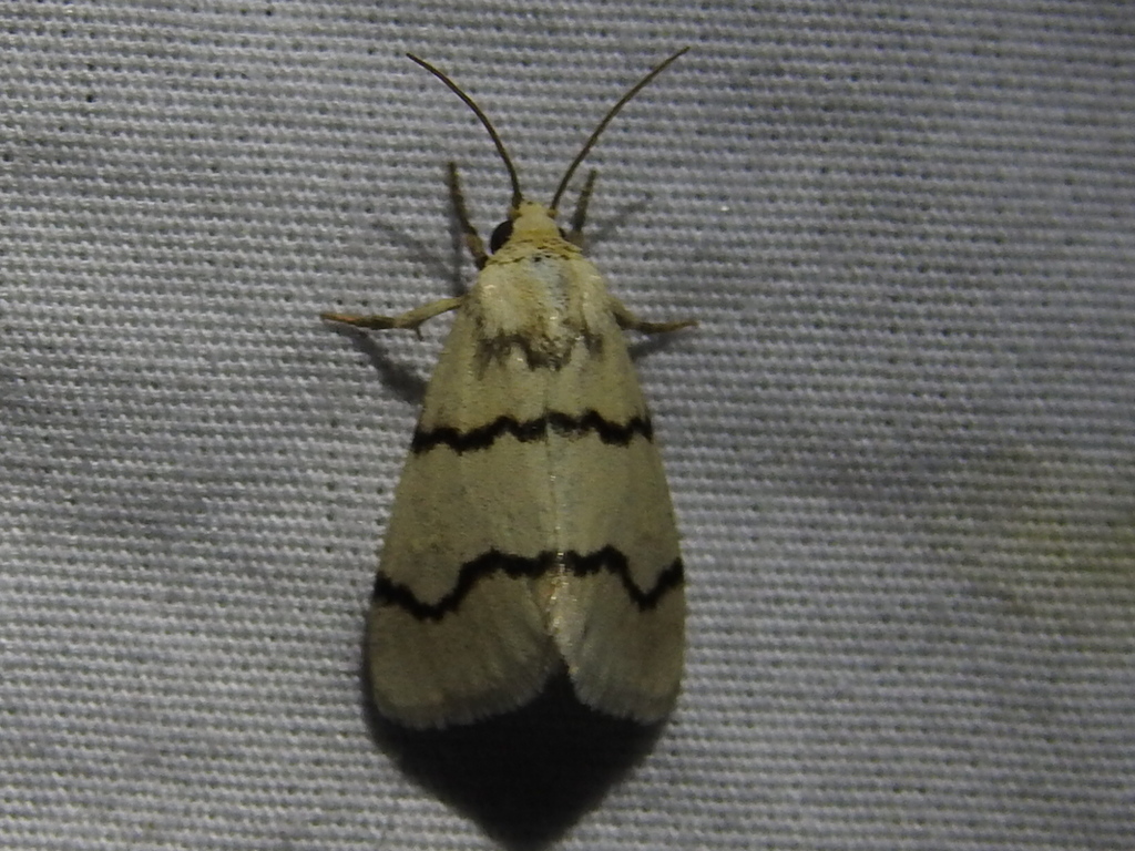 Lineostriastiria biundulalis