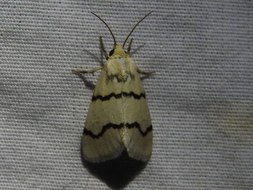 Lineostriastiria biundulalis