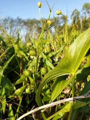 Sagittaria cuneata