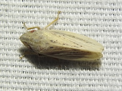 Prairiana