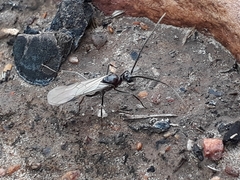 Ophthalmopone hottentota