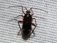 Eustictus