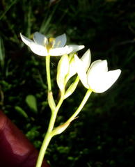 Ornithogalum dubium