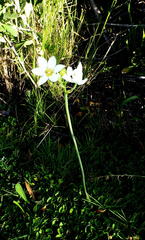 Ornithogalum dubium