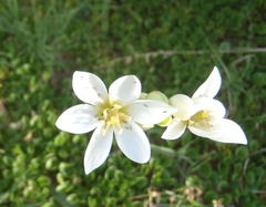 Ornithogalum dubium