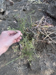 Baccharis malibuensis