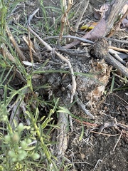 Baccharis malibuensis