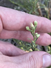Baccharis malibuensis