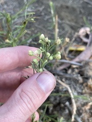 Baccharis malibuensis