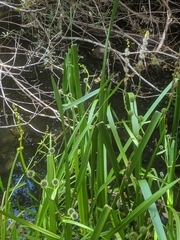 Sparganium eurycarpum greenei