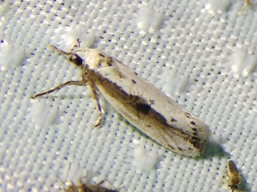 Ethmia mirusella photo 5