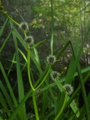 Sparganium eurycarpum greenei