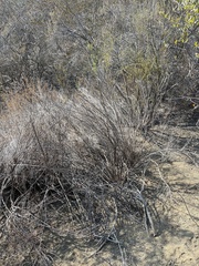 Baccharis malibuensis