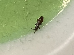 Monotomidae