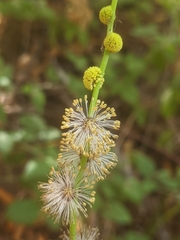 Sparganium eurycarpum greenei