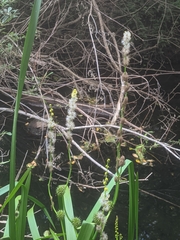 Sparganium eurycarpum greenei