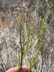 Baccharis malibuensis