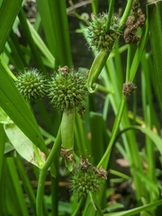 Sparganium eurycarpum greenei
