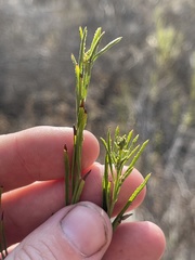 Baccharis malibuensis