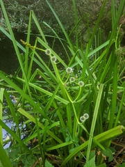 Sparganium eurycarpum greenei