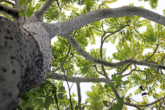 Zanthoxylum tsihanimposa