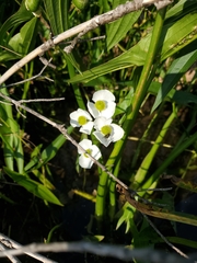 Sagittaria cuneata