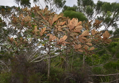 Alphitonia neocaledonica