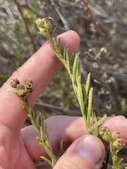 Baccharis malibuensis
