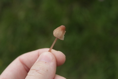 Basidiomycota