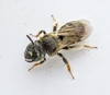 Protandrena renimaculata - Photo (c) Mark Oxamitny, some rights reserved (CC BY-NC), uploaded by Mark Oxamitny