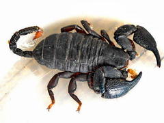 Opisthacanthus capensis