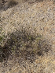 Baccharis malibuensis