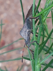 Anoplocnemis