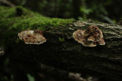 Fungi