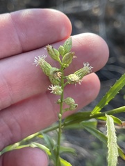 Baccharis malibuensis