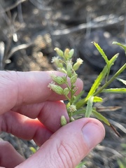 Baccharis malibuensis