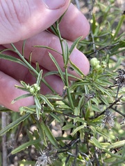 Baccharis malibuensis