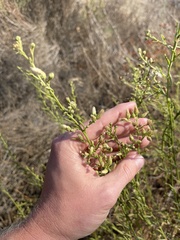 Baccharis malibuensis