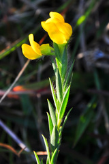Liparia angustifolia