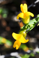 Liparia angustifolia