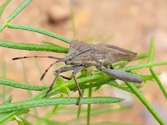 Anoplocnemis