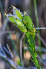 Liparia angustifolia